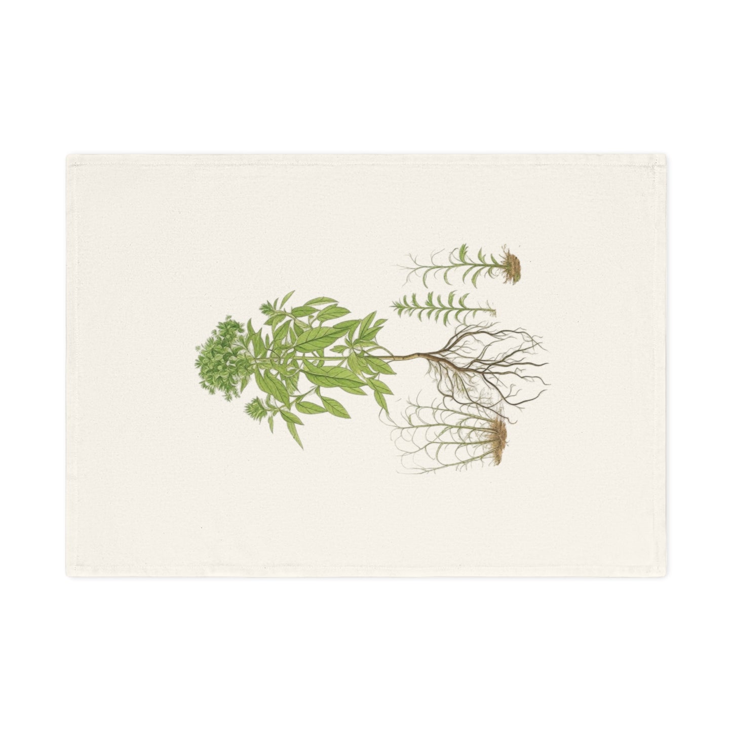 Botanisches Küchenhandtuch Basilikum - 100% Bio-Baumwolle, umweltfreundliches Geschenk, Pflanzenliebhaber Handtuch, kunstvolle Küchendeko